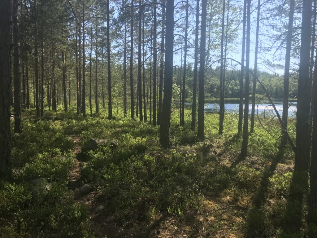 Skog och en liten sjö
